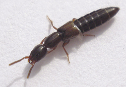 Photograph of rove beetle.